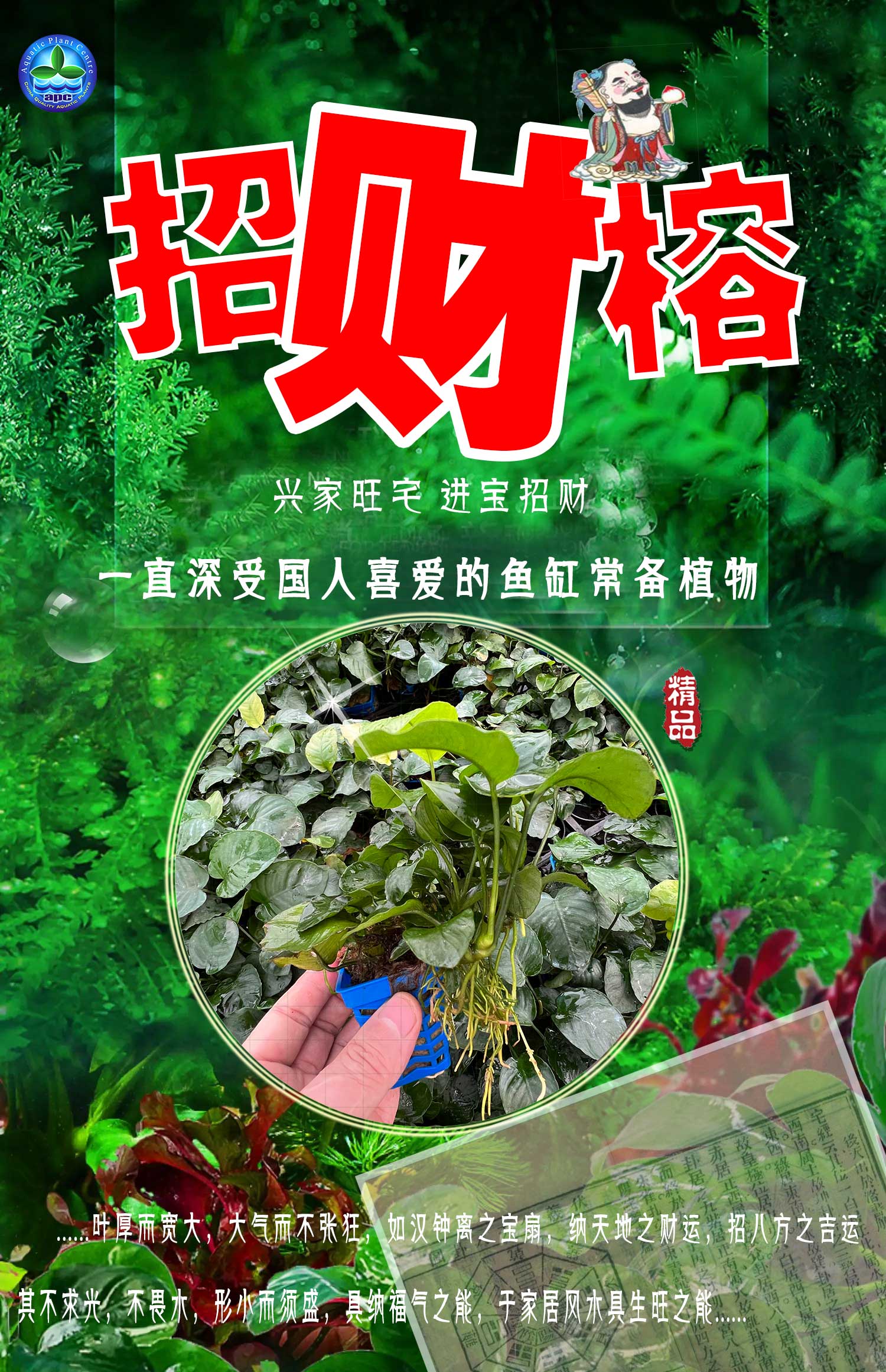招財榕