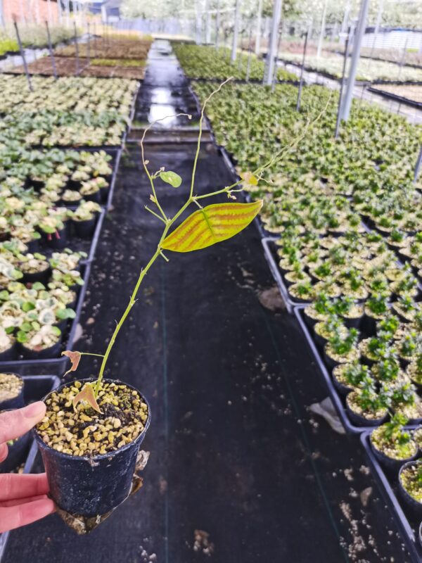 條紋飛機草 Christia obcordata：圖片 4