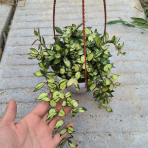 天涯毬蘭 Hoya lacunosa var.