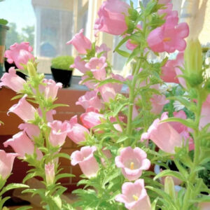 風鈴草(應季花卉)