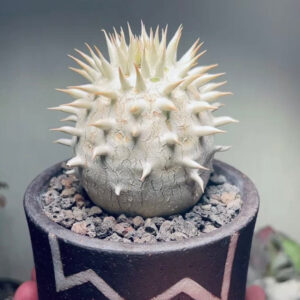 象牙玉 Pachypodium eburneum