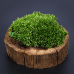 白髮蘚 Cushion Moss (Leucobryum glaucum)