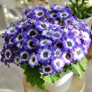 瓜葉菊(應季花卉)