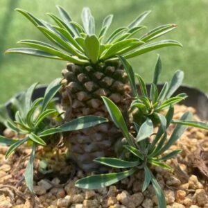 鐵甲麒麟/鐵甲丸 Euphorbia bupleurifolia