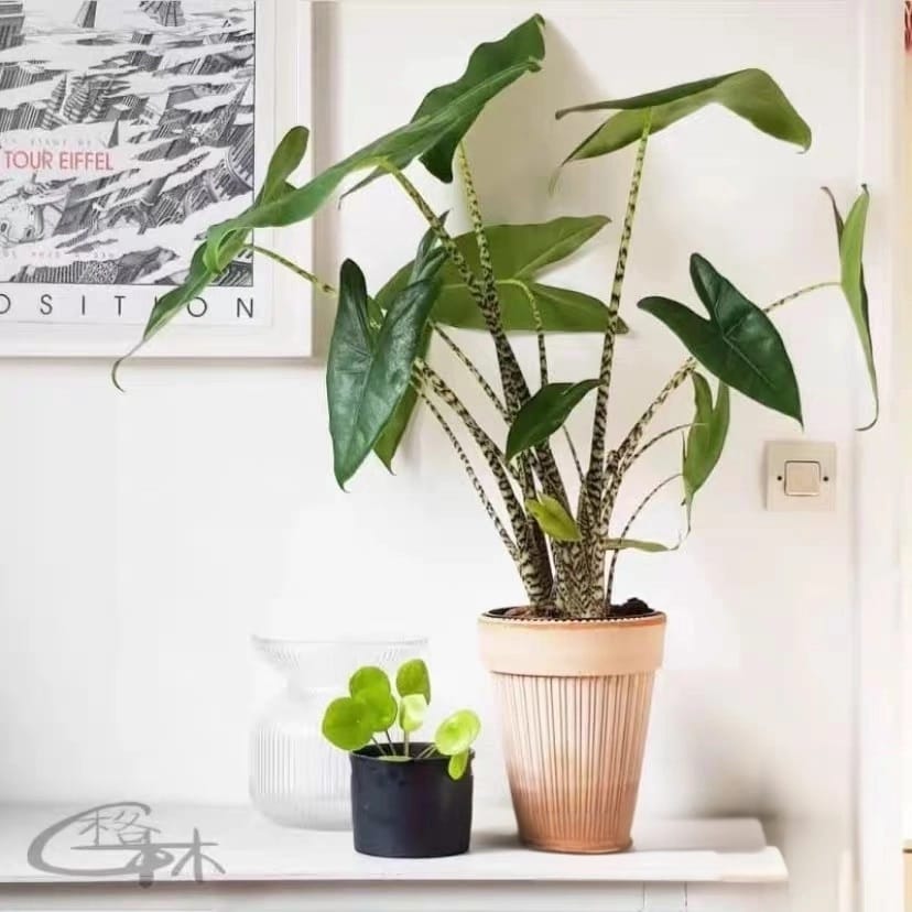 暗紋虎斑海芋 Alocasia zebrina 'Reticulata':圖片 2