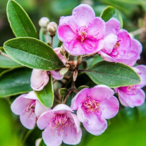 桃金娘 Rhodomyrtus tomentosa (Ait.) Hassk.