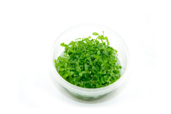 虎耳 (無菌)：圖片 2