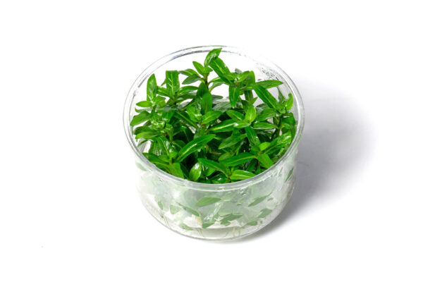 叉柱花 (無菌)：圖片 2