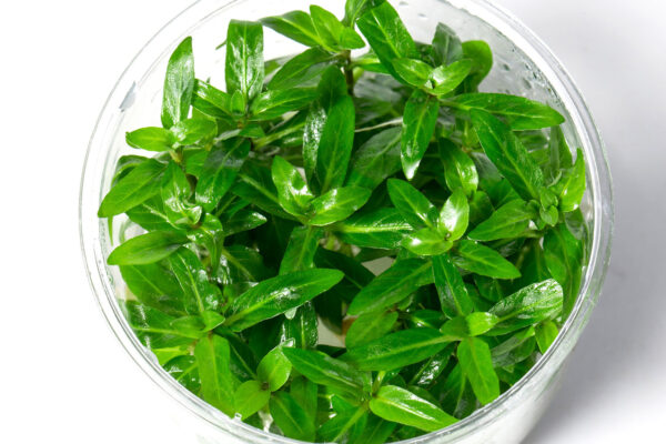 叉柱花 (無菌)：圖片 3