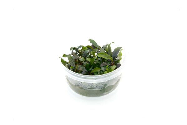 幽靈 (無菌)：圖片 2