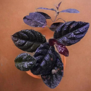 加里曼丹黑色爵床 Acanthaceae sp. Kalimantan (Ruellia sp.)