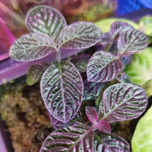 棱紋爵床 Acanthaceae sp.