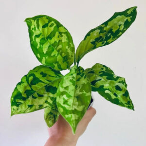 安達曼迷彩三色粗肋草 Aglaonema pictum tricolor