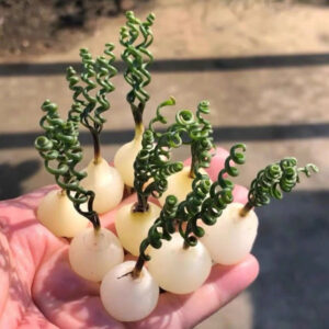 鋼絲彈簧草 Albuc bruce-byeri