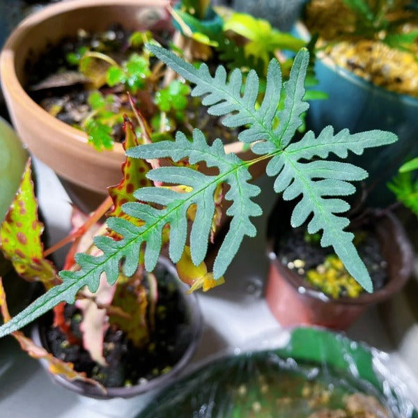 銀粉背蕨 Pteris argyraea:圖片 2