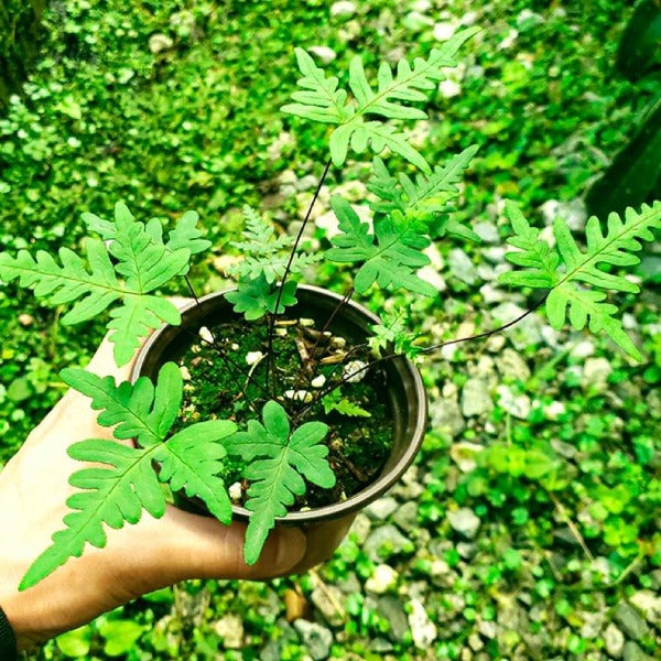 銀粉背蕨 Pteris argyraea:圖片 3