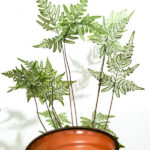 銀粉背蕨 Pteris argyraea