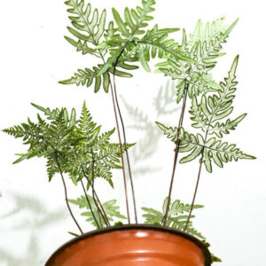銀粉背蕨 Pteris argyraea
