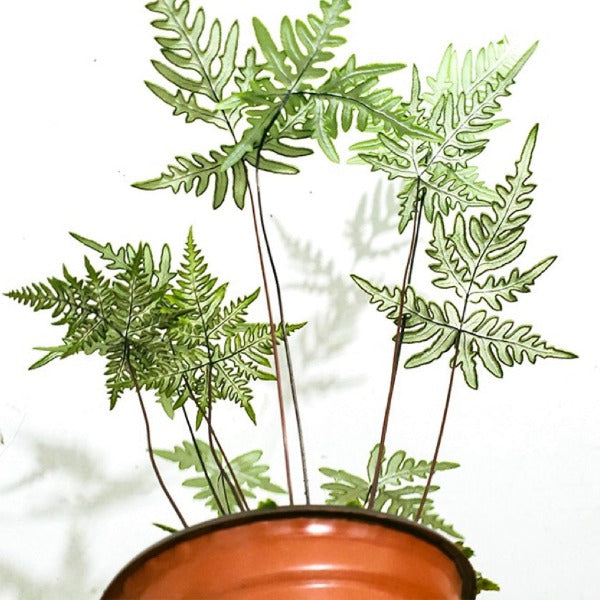 銀粉背蕨 Pteris argyraea