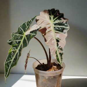 大仙女海芋粉錦 Alocasia 'Mandalay' var.