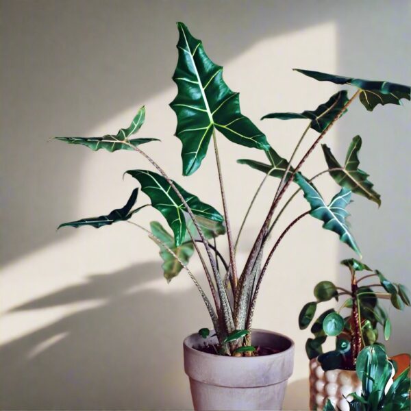 薩利安海芋 Alocasia 'Sarian'