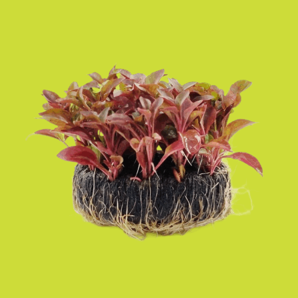 锦绣苋 Alternanthera bettzckinana (直徑 4 - 6 cm)：圖片 2