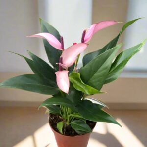 紫香妃/齊祖紫掌 Anthurium 'Purple'