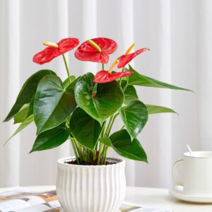 火鶴花/紅掌 Anthurium andraeanum