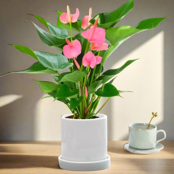 粉冠軍/粉掌 Anthurium andraeanum 'Pink Champion'