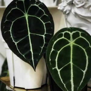 盾葉花燭 Anthurium forgetii