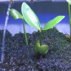 海欖/白骨壤-紅樹 Avicennia marina