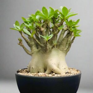 哥斯拉沙漠玫瑰B型 Adenium 'Godji'