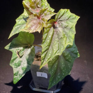盧貝爾蓋秋海棠 Begonia lubbergai