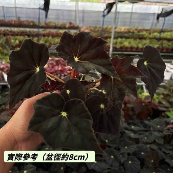 黑霜秋海棠 Begonia 'Black Frost'：圖片 2