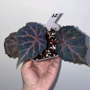 知更鳥秋 Begonia 'Robin'