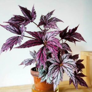 超新星秋海棠 Begonia supernova