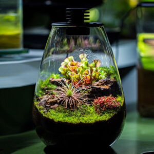 Bioloark 水滴形生態瓶