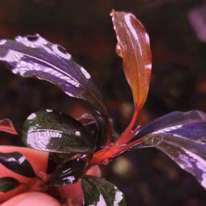 布朗尼幽靈辣椒榕 Bucephalandra sp. 'Brownie Ghost X'