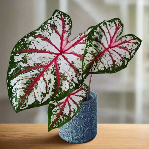 慶典彩葉芋 Caladium 'Celelbration'