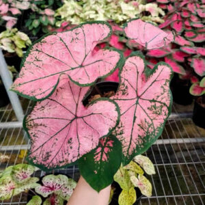粉色飛濺彩葉芋 Caladium 'Pink splash'