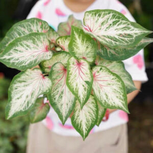 害羞新娘彩葉芋 Caladium bicolor 'Blushing bride'