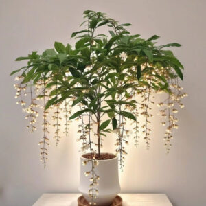 垂絲茉莉(應節花卉)