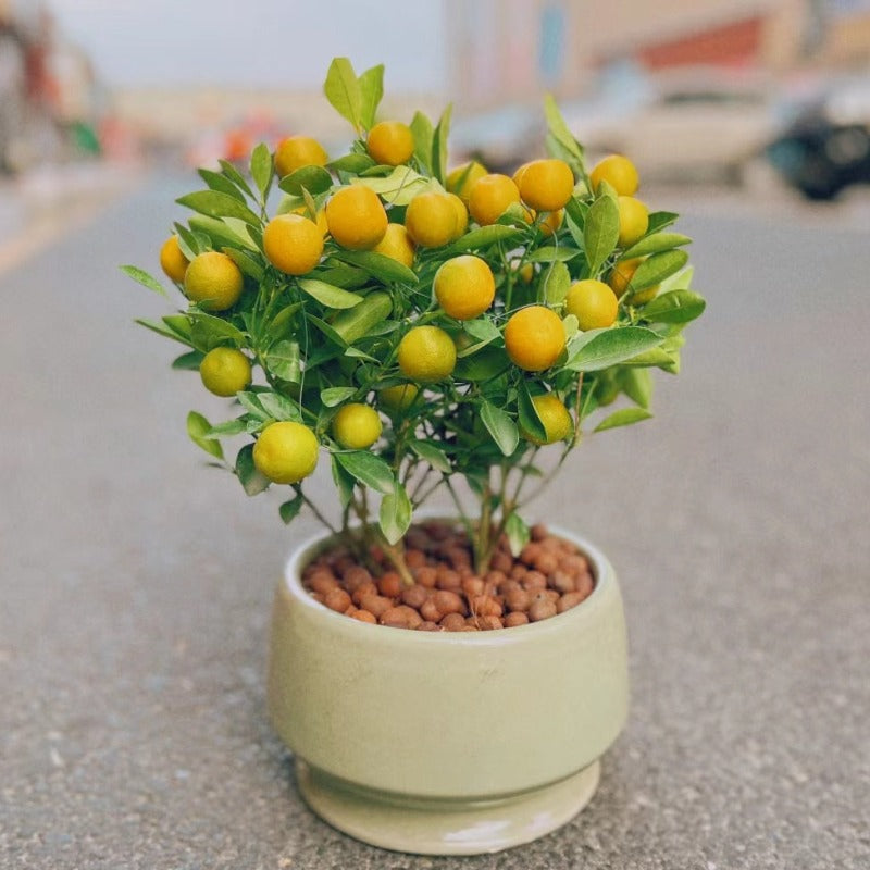 四季年桔:圖片 2