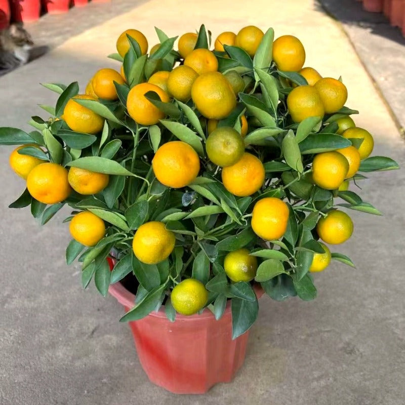 四季年桔:圖片 3