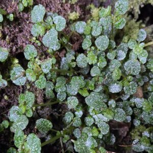 腎萼金腰 Chrysosplenium delavayi Franch
