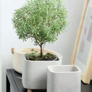 北歐風格創意水泥方形花盆 Creative Cement Square Flower Pot