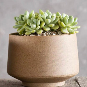 手工素燒粗陶花盆 Crude Pottery Bonsai Pot