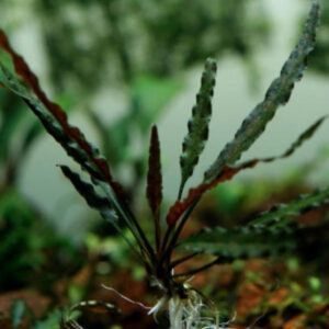 紅亞比椒草 Cryptocoryne albida 'Red'