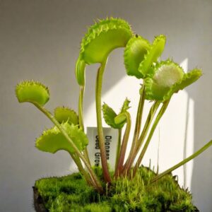狼人捕蠅草 Dionaea muscipula ‘Werewolf’