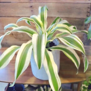 白雪龍血樹錦 Dracaena 'White Aspen'